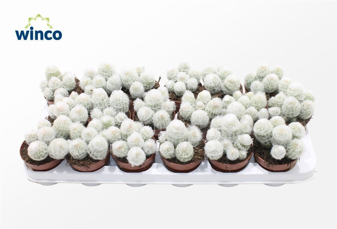 Espostoa Melonastele, D 8,5