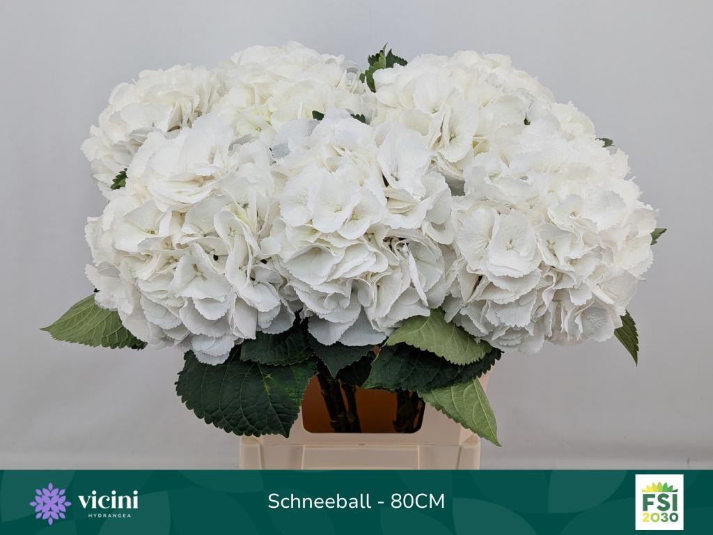 Гортензия Шнибл 80, шт.