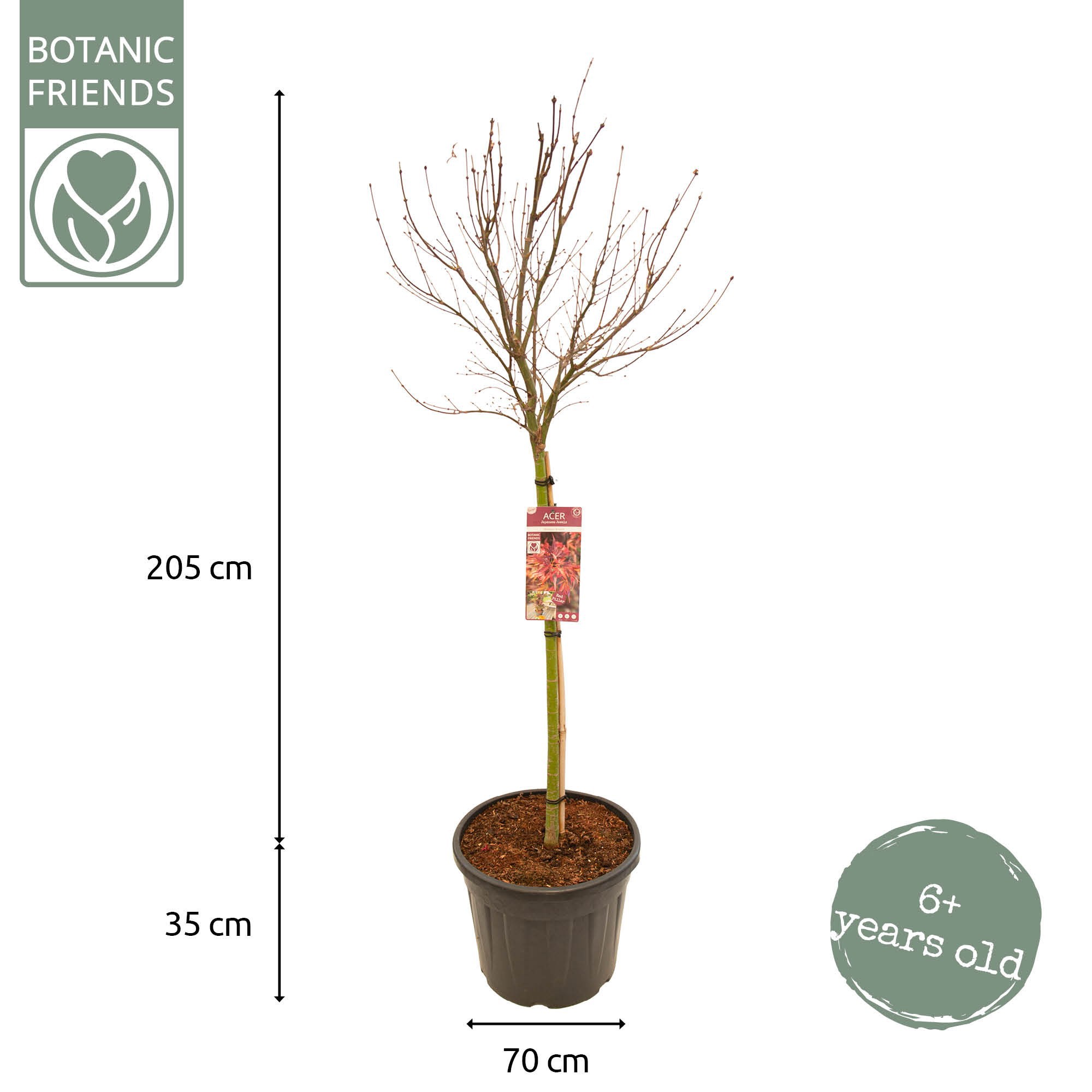 Acer palm. 'Skeeter's Broom' C35 halfstam, D 35