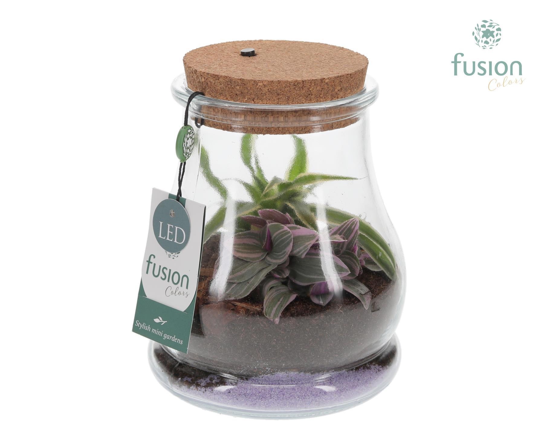 Glas Druppel met Terrarium Arrangement, D 16