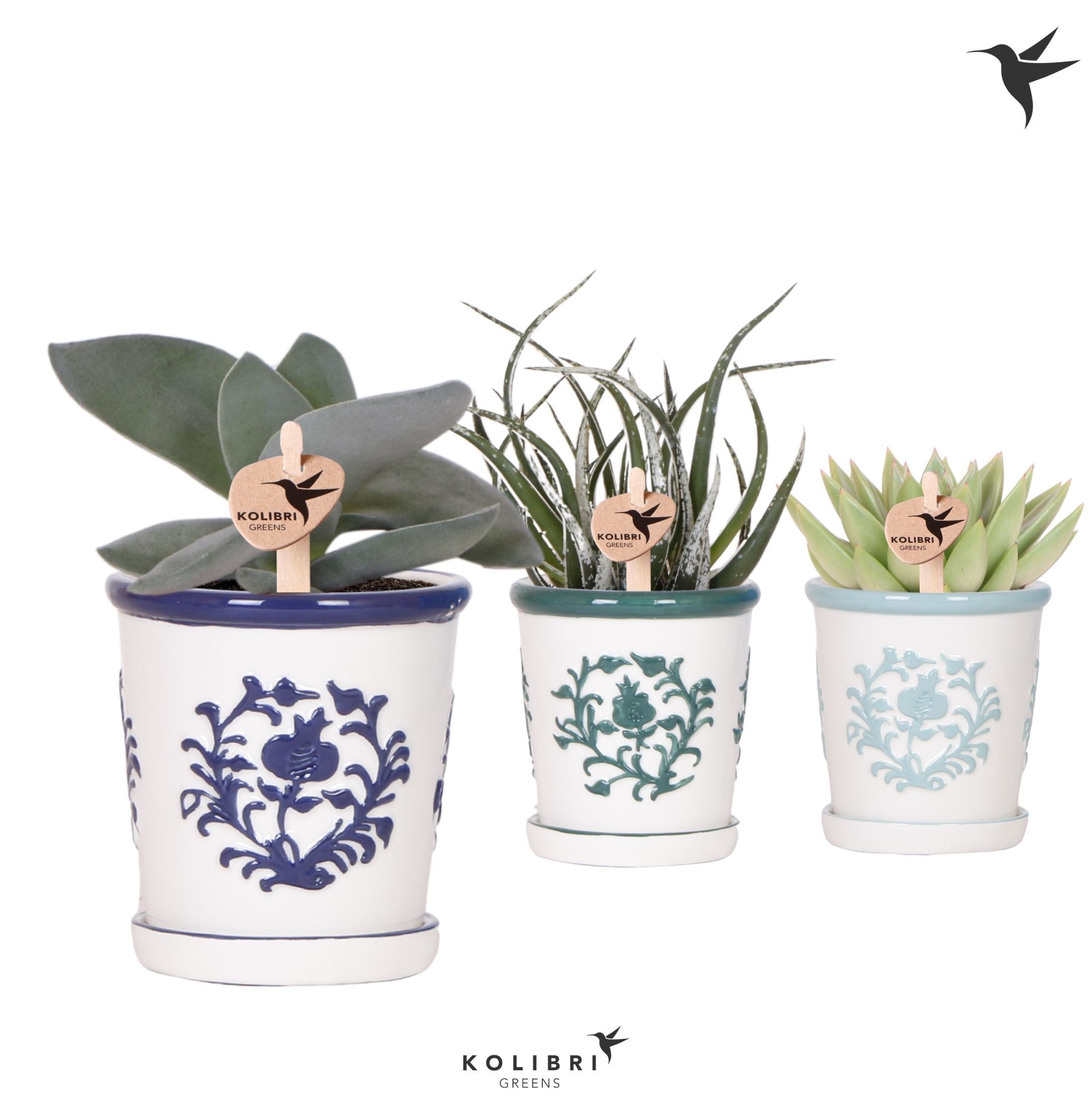 Kolibri Greens Succulenten mix in Malaga pot blue mix, D 9