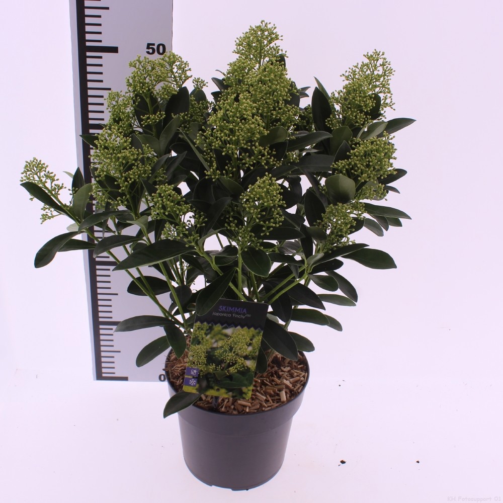 Skimmia jap. 'Finchy', D 19