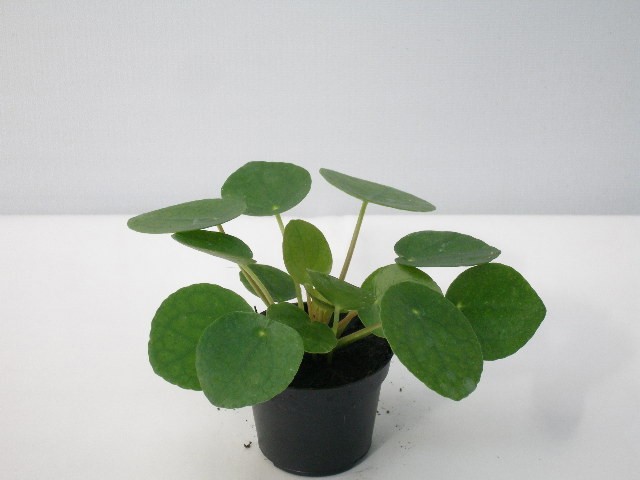 PILEA PEPEROMIOIDES, D 6