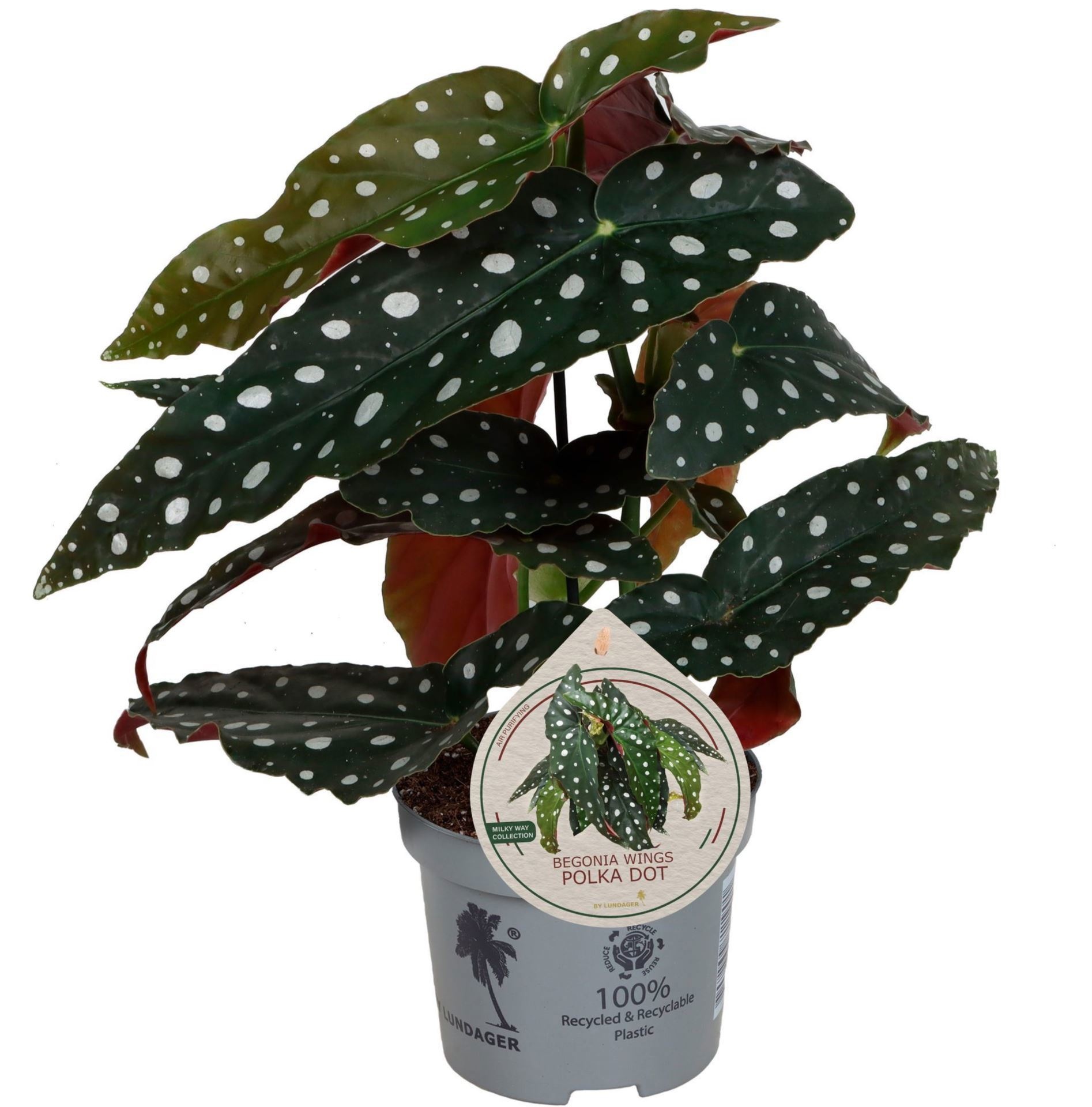 Begonia Wings Maculata 'Polka Dot' 12cm, D 12