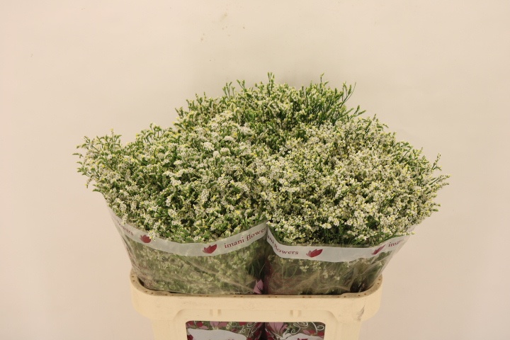 Лимониум Клеа Даймонд 70, шт.