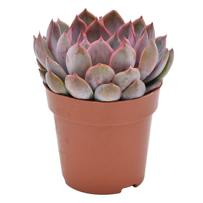 Echeveria Summer, D 8,5 cm