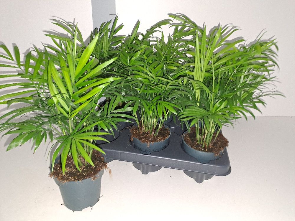 Chamaedorea elegans, D 10,5