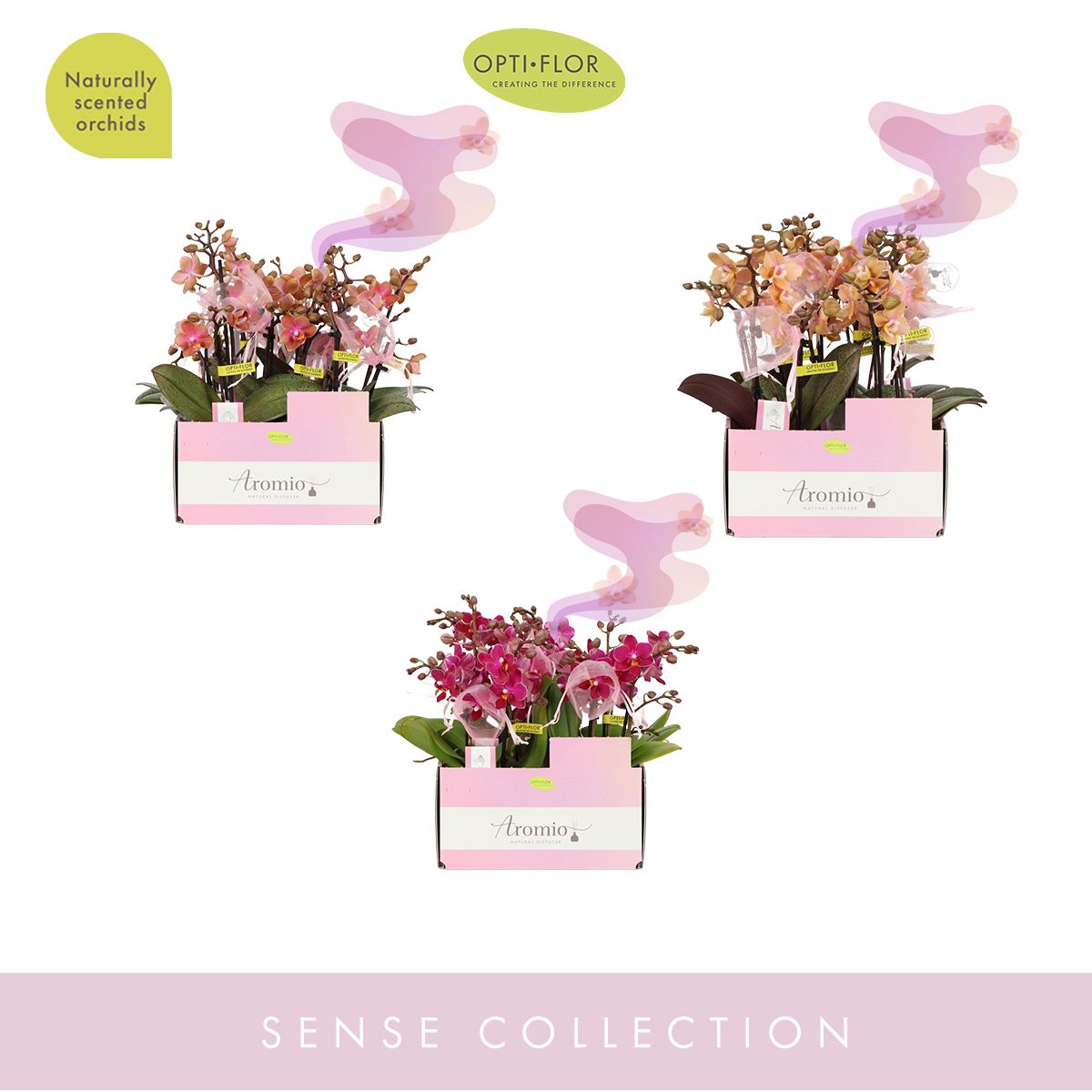 Aromio Diversen 2 spike (kleur per tray), D 7 cm