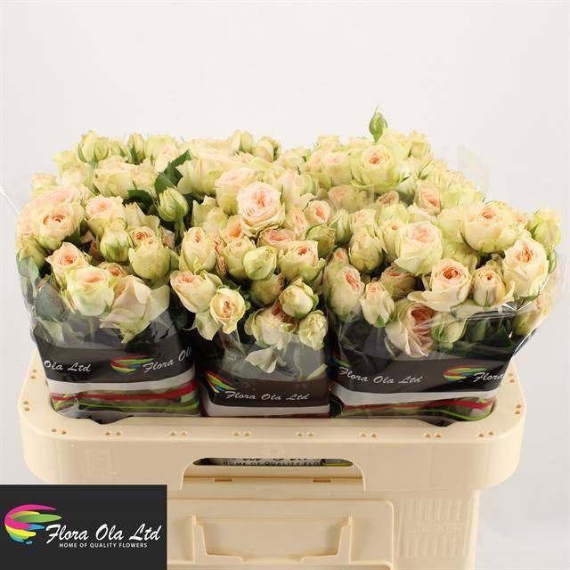 Роза куст. Павлова 60, шт.