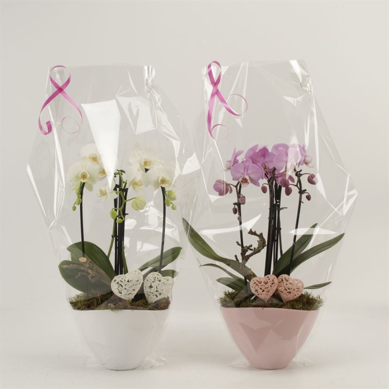 Phalaenopsis Elegant Cascade Schaal Veronica triboga wit en roze arrangement Moederdag, D 22
