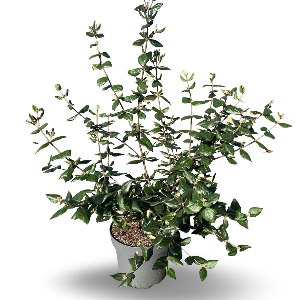 Viburnum burkwoodii, D 31 cm