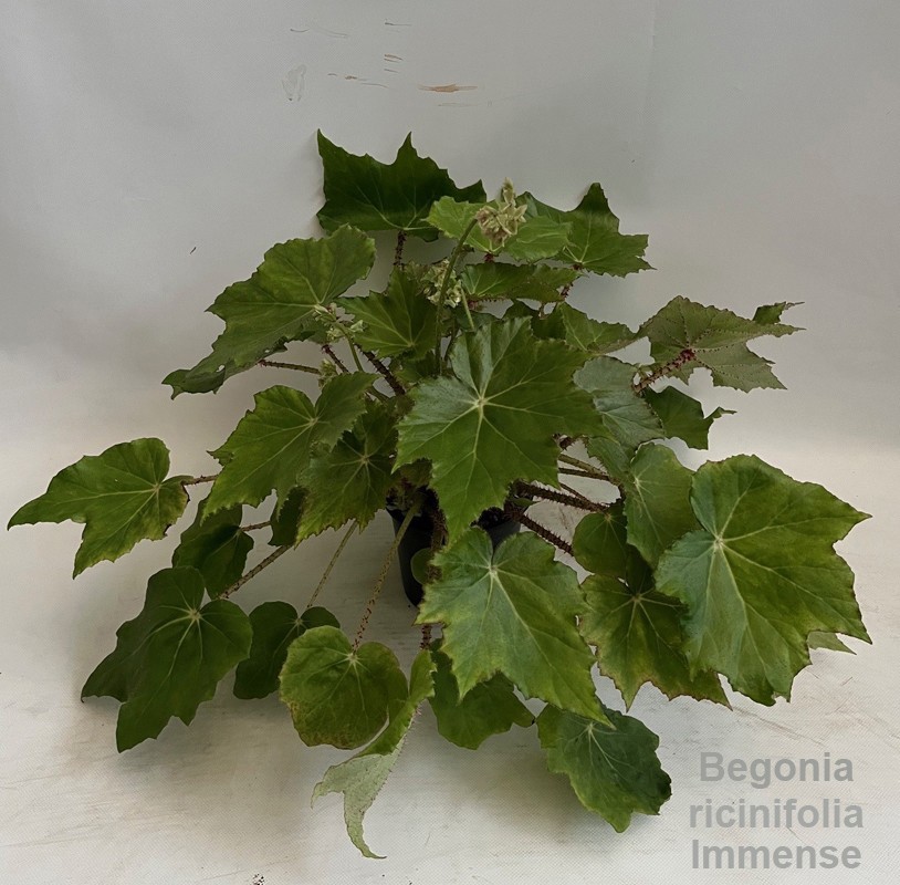 Begonia ricinifolia 'Immense' 14cm, D 14