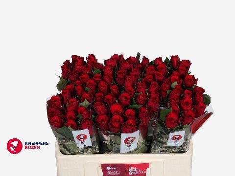 Роза од. Рэд Торч 50, шт. Роза од. Рэд Торч 50, шт.