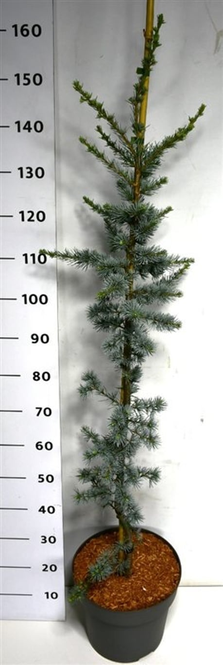 Cedrus l. 'Glauca', D 32