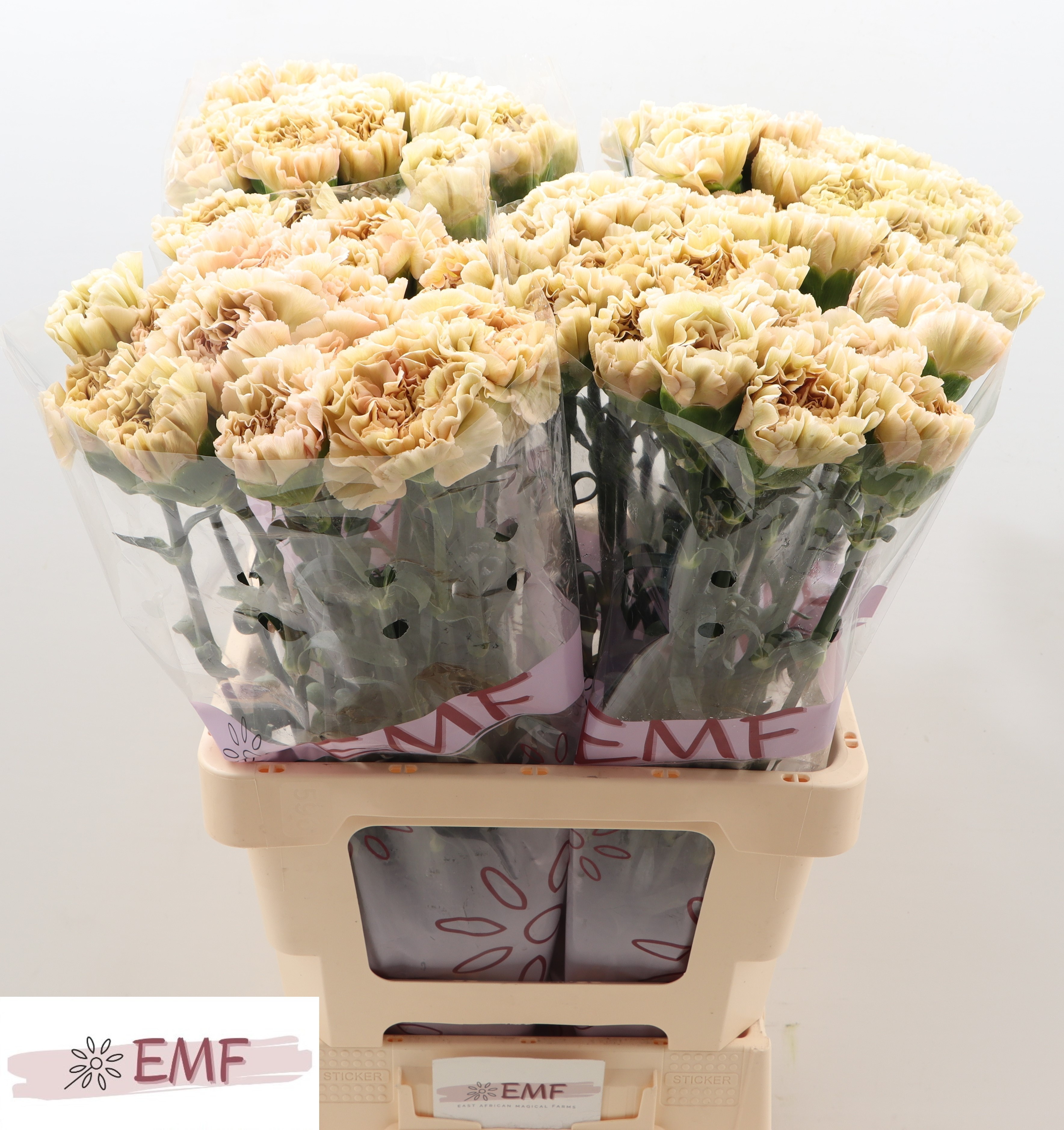 Диантус од. Леже Марроне, шт. Диантус од. Леже Марроне, шт.