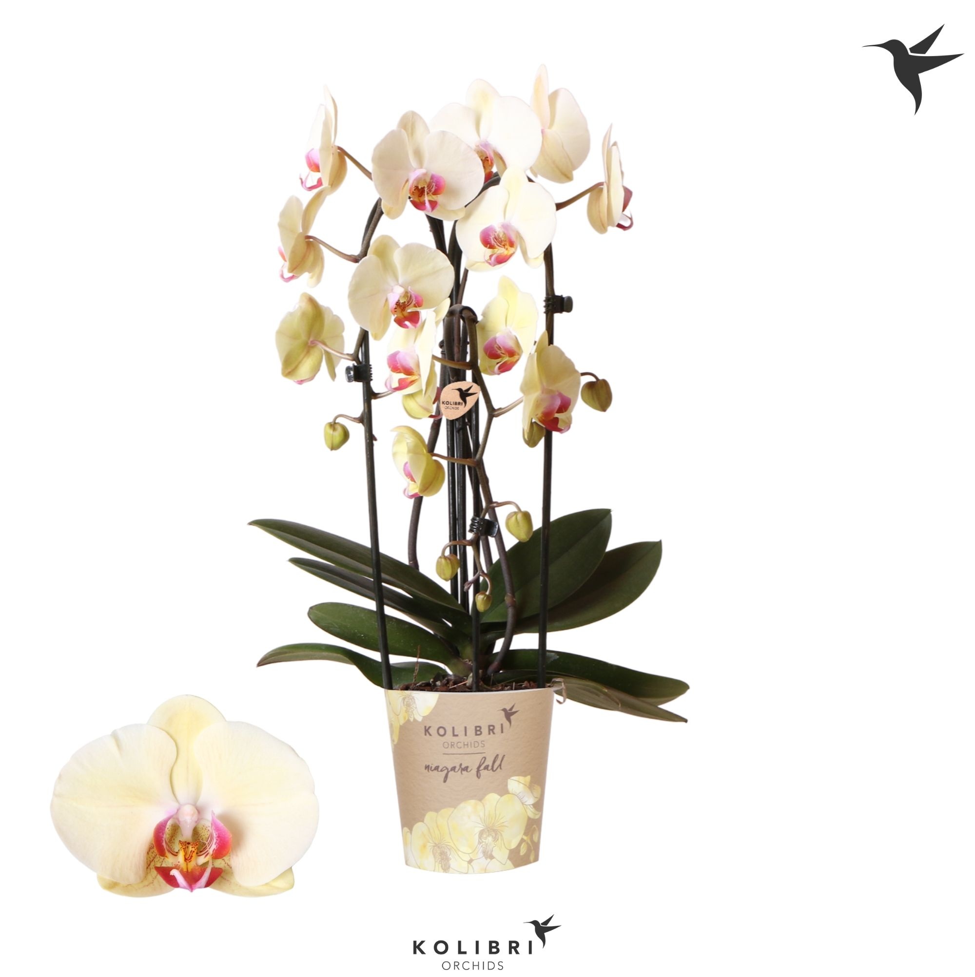 Kolibri Orchids Cascade Niagara Fall Desert Breeze 3 spike, D 12