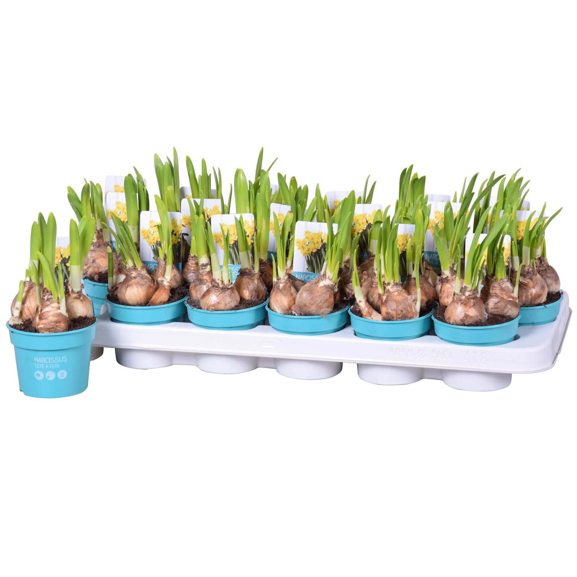 Narcis Tete a Tete 'Diamond Collection', D 9