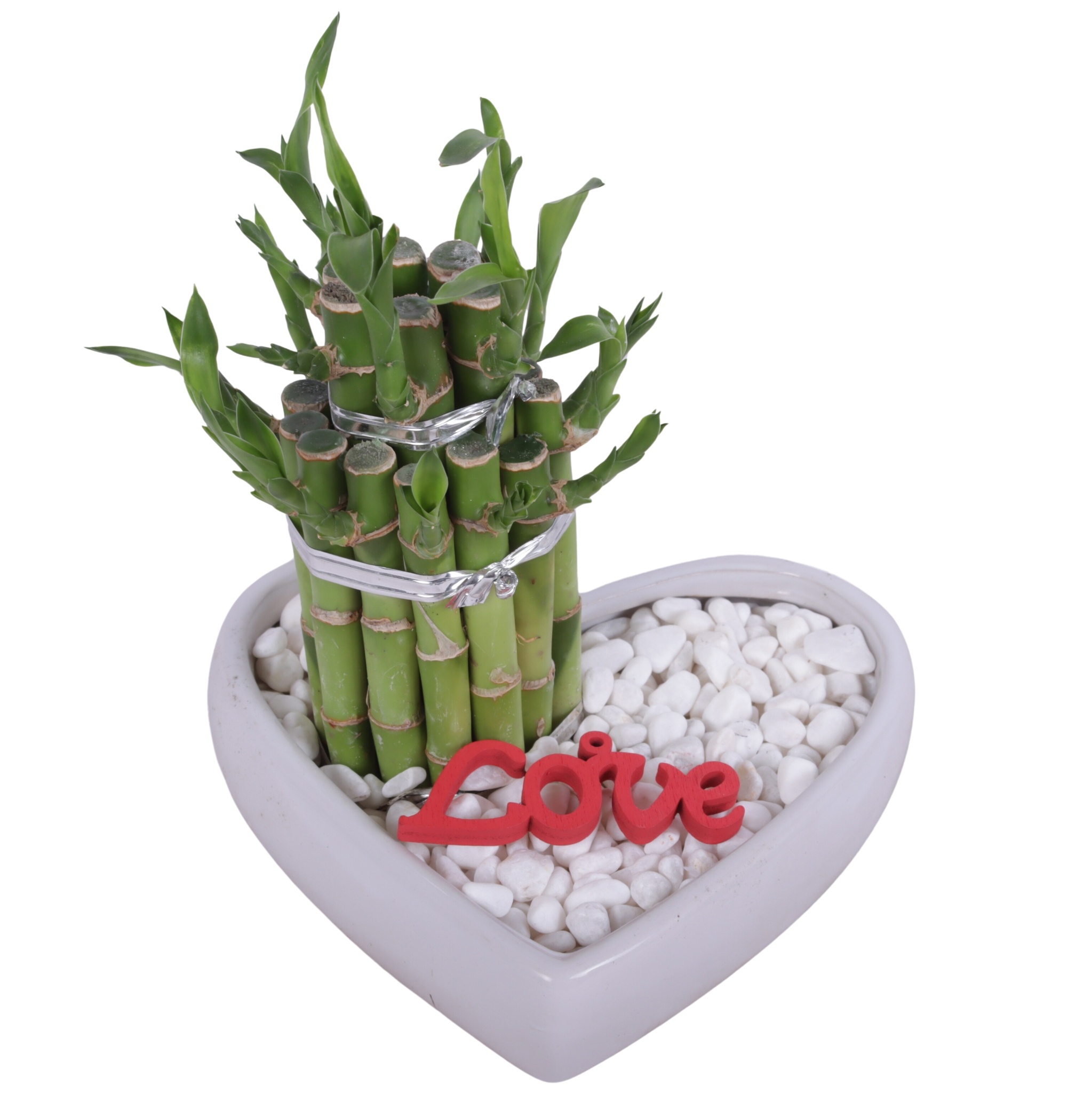Lucky Bamboo Shape Round 2B in Ceramic Heartshape pot Ø18cm, D 18