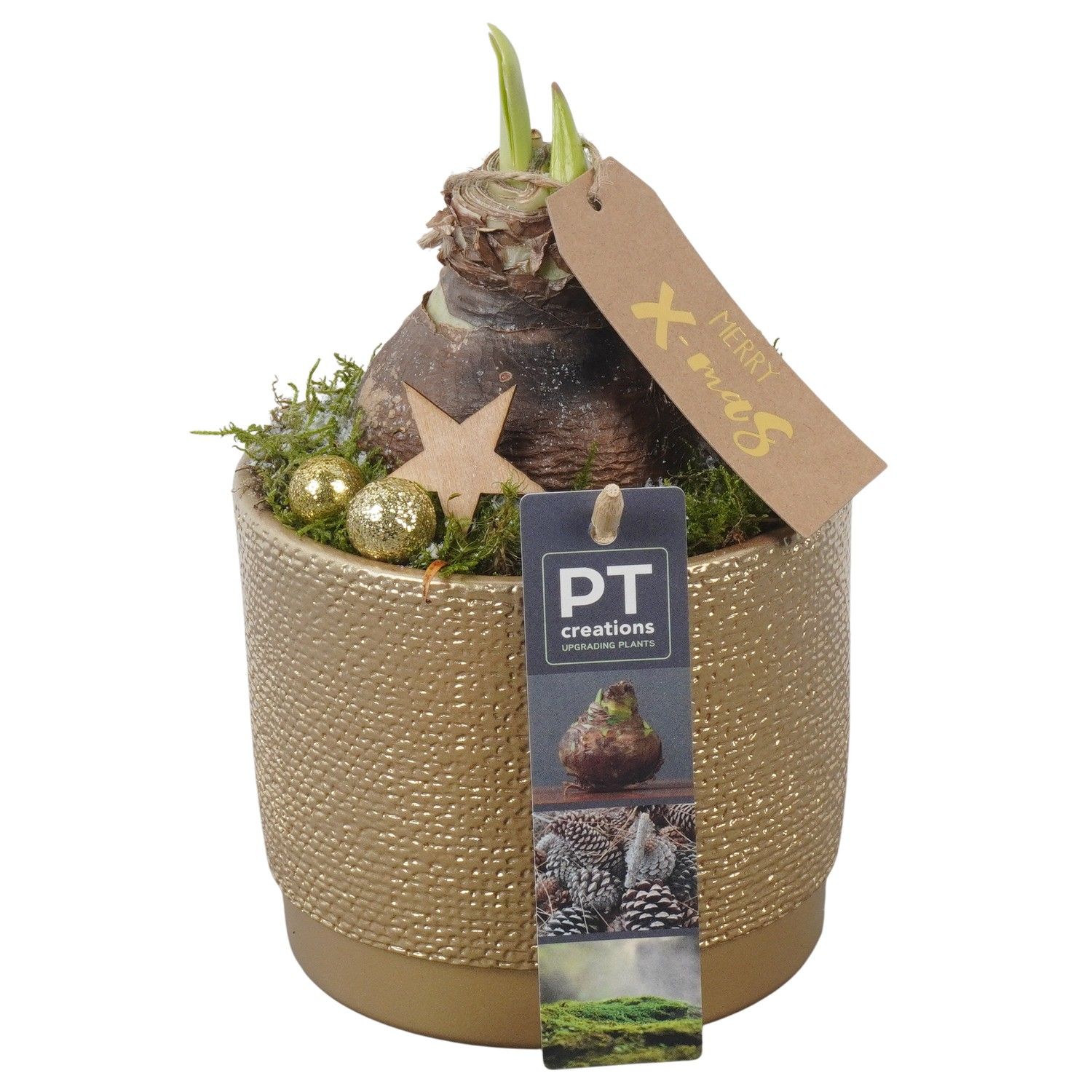 PTACH5816 Arrangement Amaryllis Christmas in keramiek pot, D 12 cm PTACH5816 Arrangement Amaryllis Christmas in keramiek pot, D 12 cm