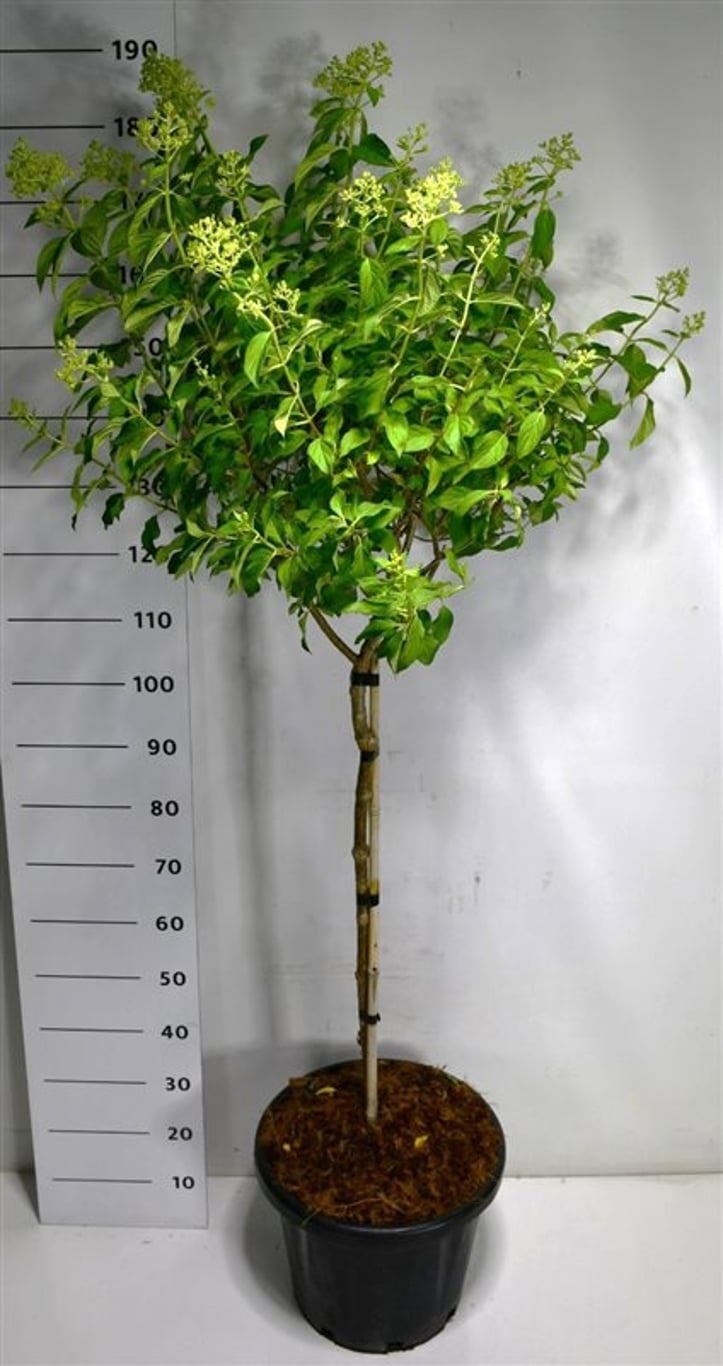 Hydrangea pan. Little Lime, D 38