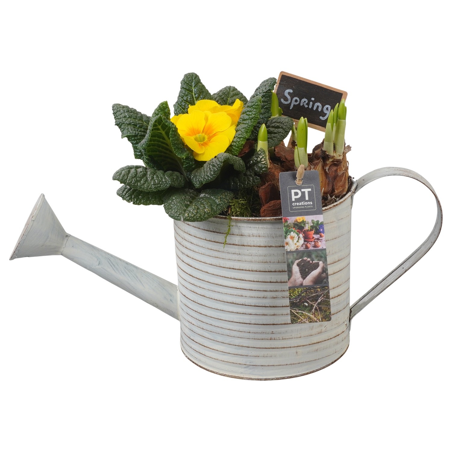 PTBM3737 Arrangement Flower Bulbs Mix in metalen gieter, D 16