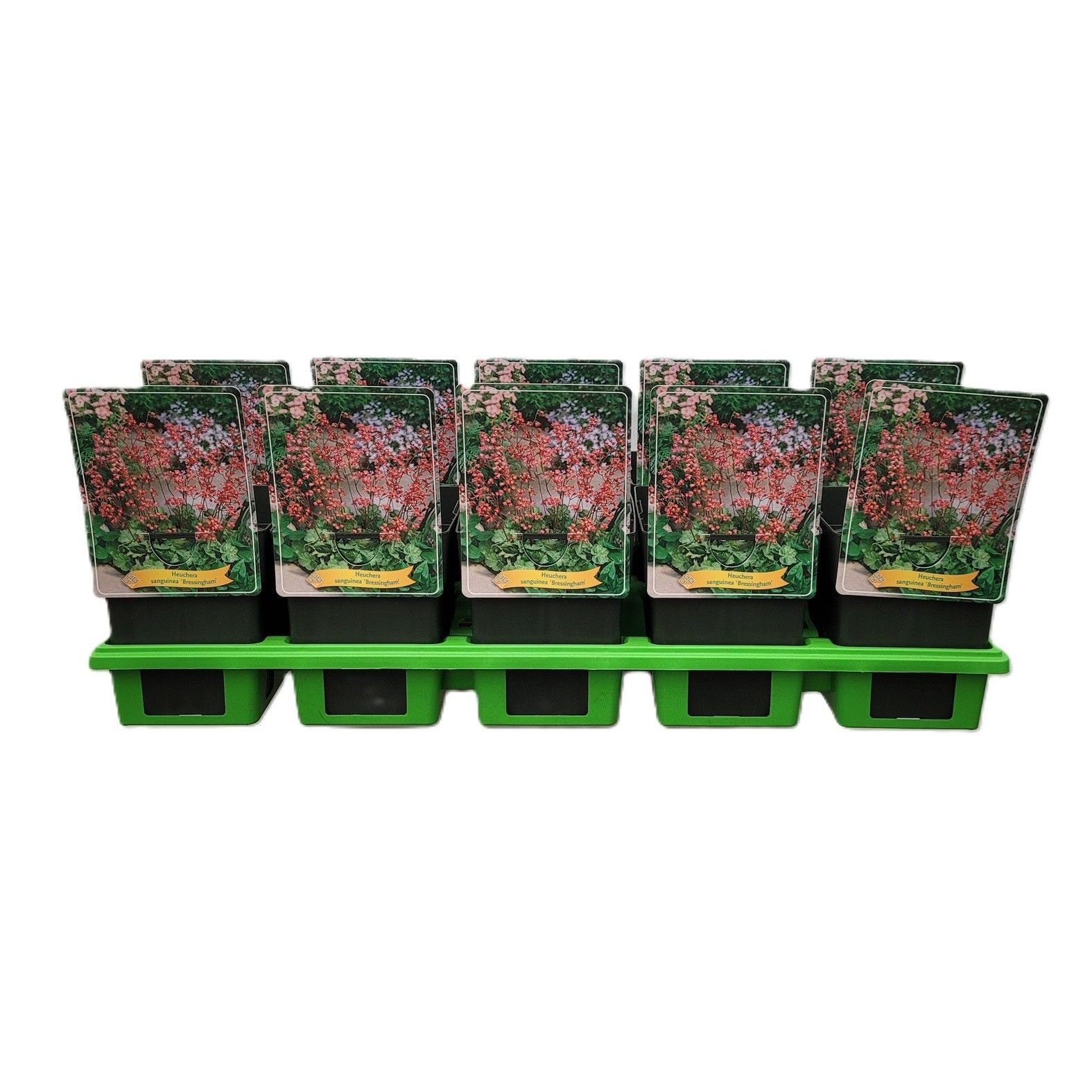 Heuchera sanguinea 'Bressingham' P11, D 11 cm