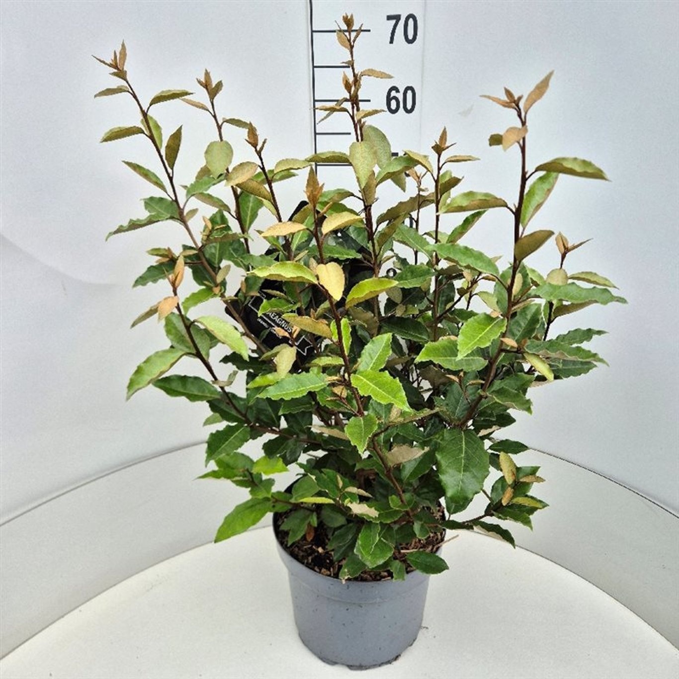 Elaeagnus ebb. 'Compacta', D 28