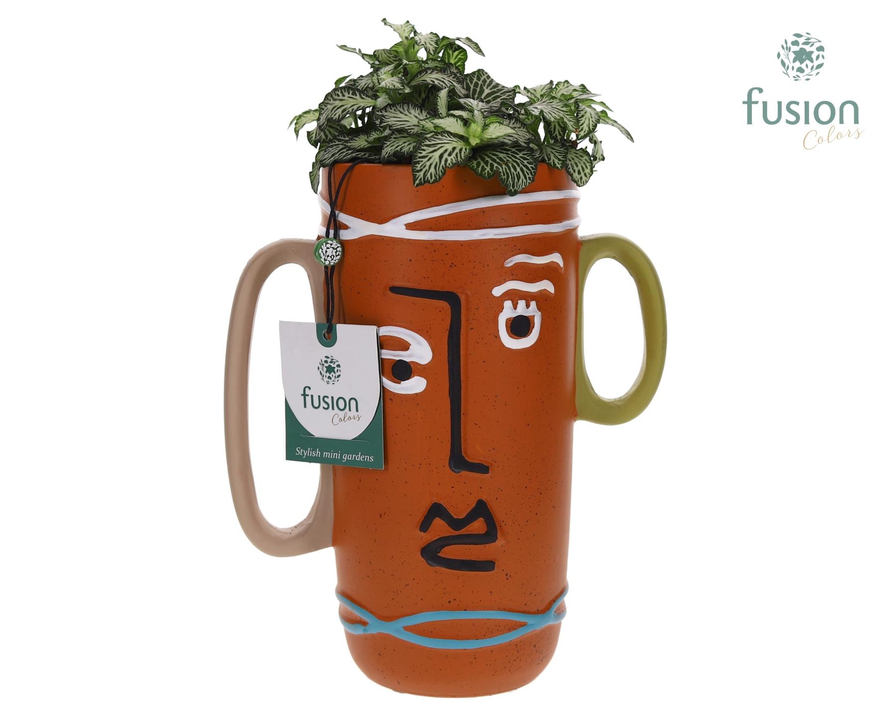 Terracotta Facepot met Fittonia, D 10