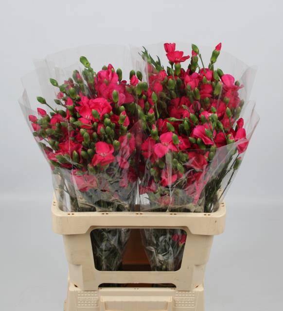 Диантус куст. Соломио Имре, шт.