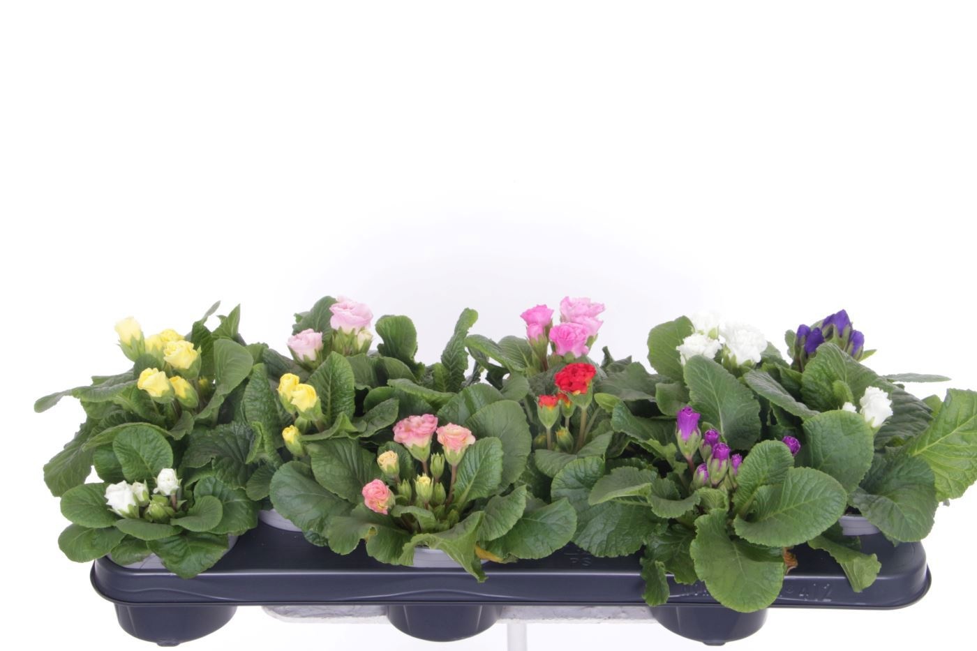 Primula acaulis Rubens mix, D 11