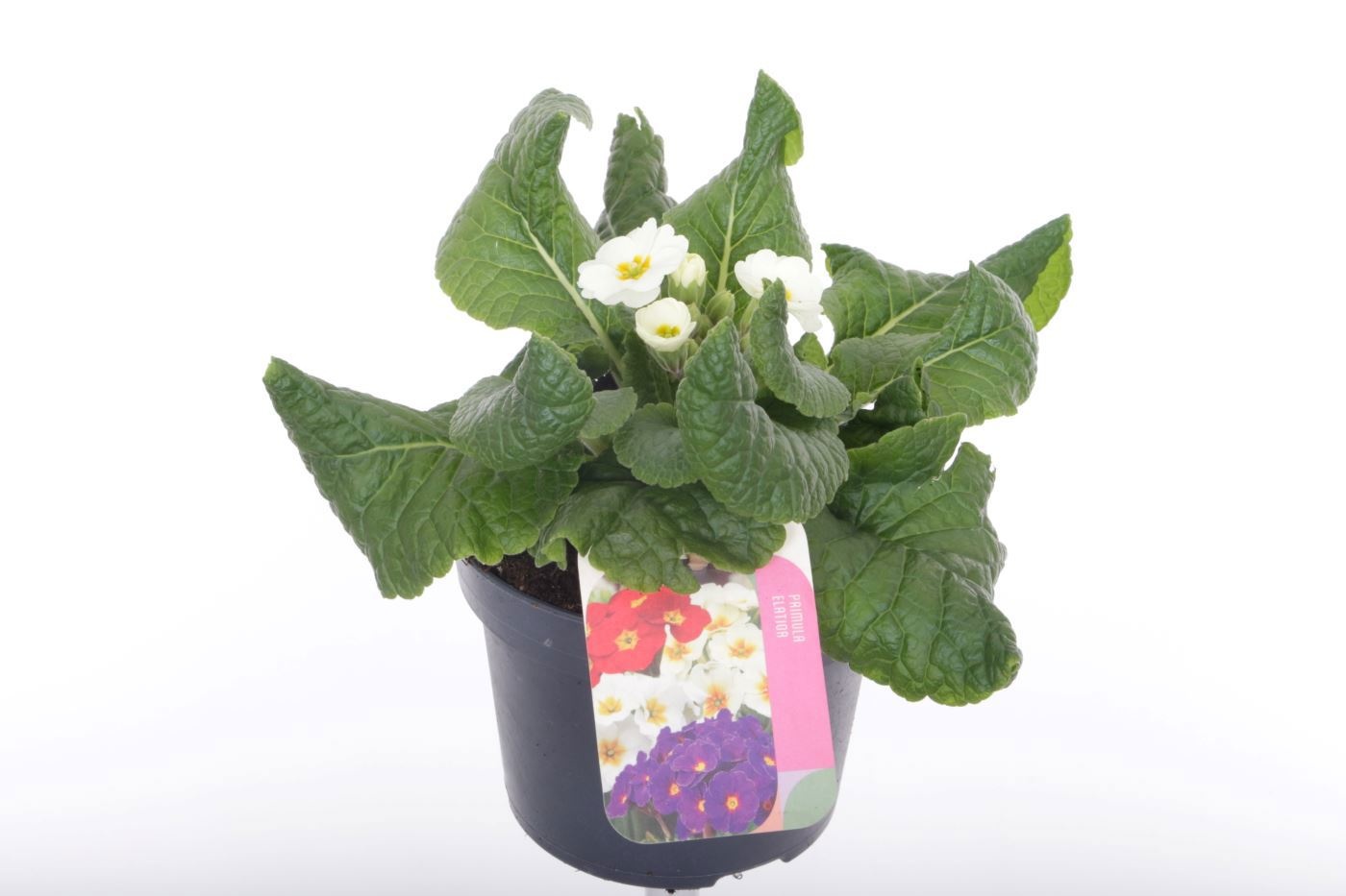 Primula elatior Veristar Late White, D 13
