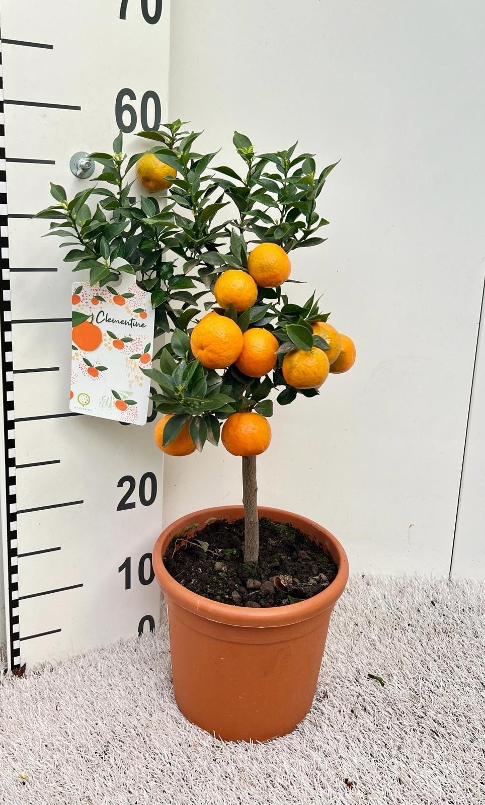 Citrus Chinotto Mandarine on stem, D 19
