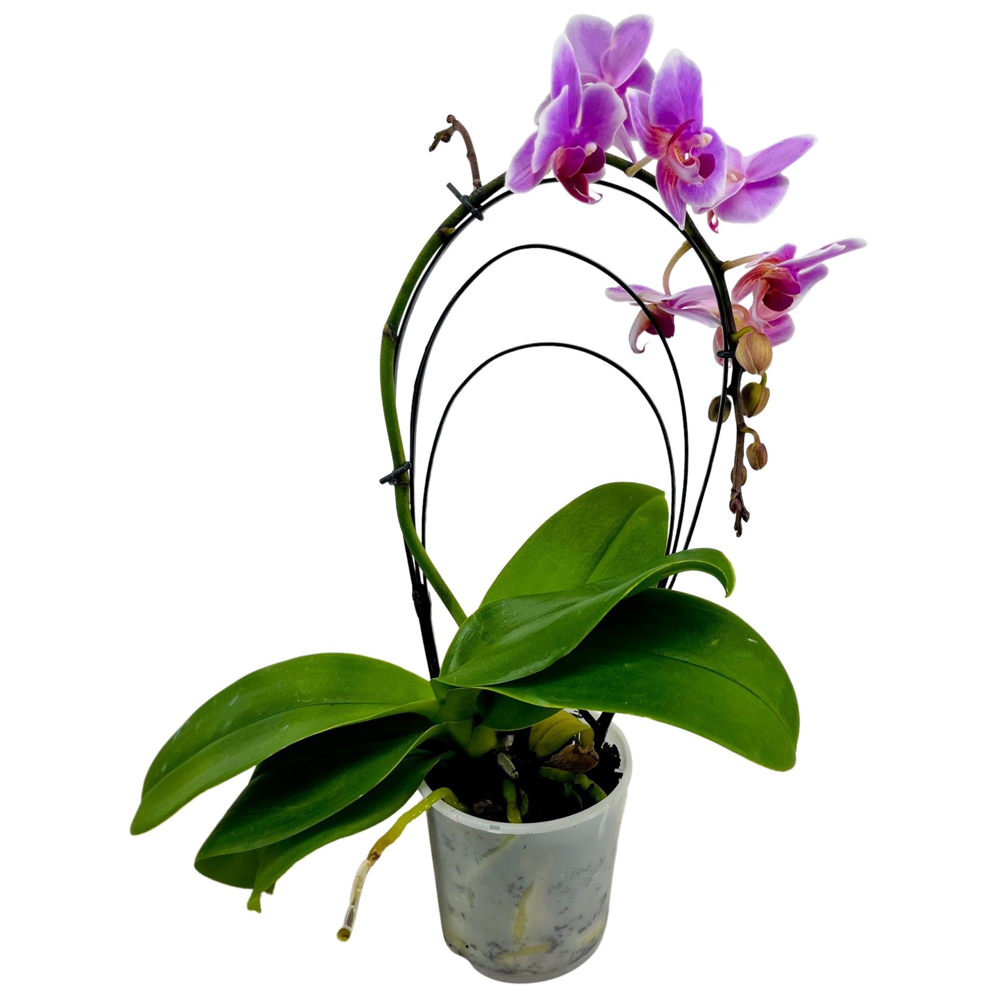 Phalaenopsis gemengd (1 tak) in "Rainbow"-Shape, D 9