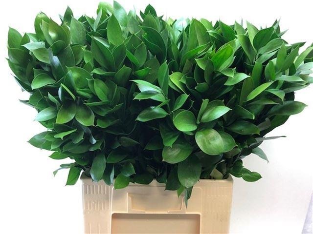 Рускус Израильский 70 (зел.), шт.