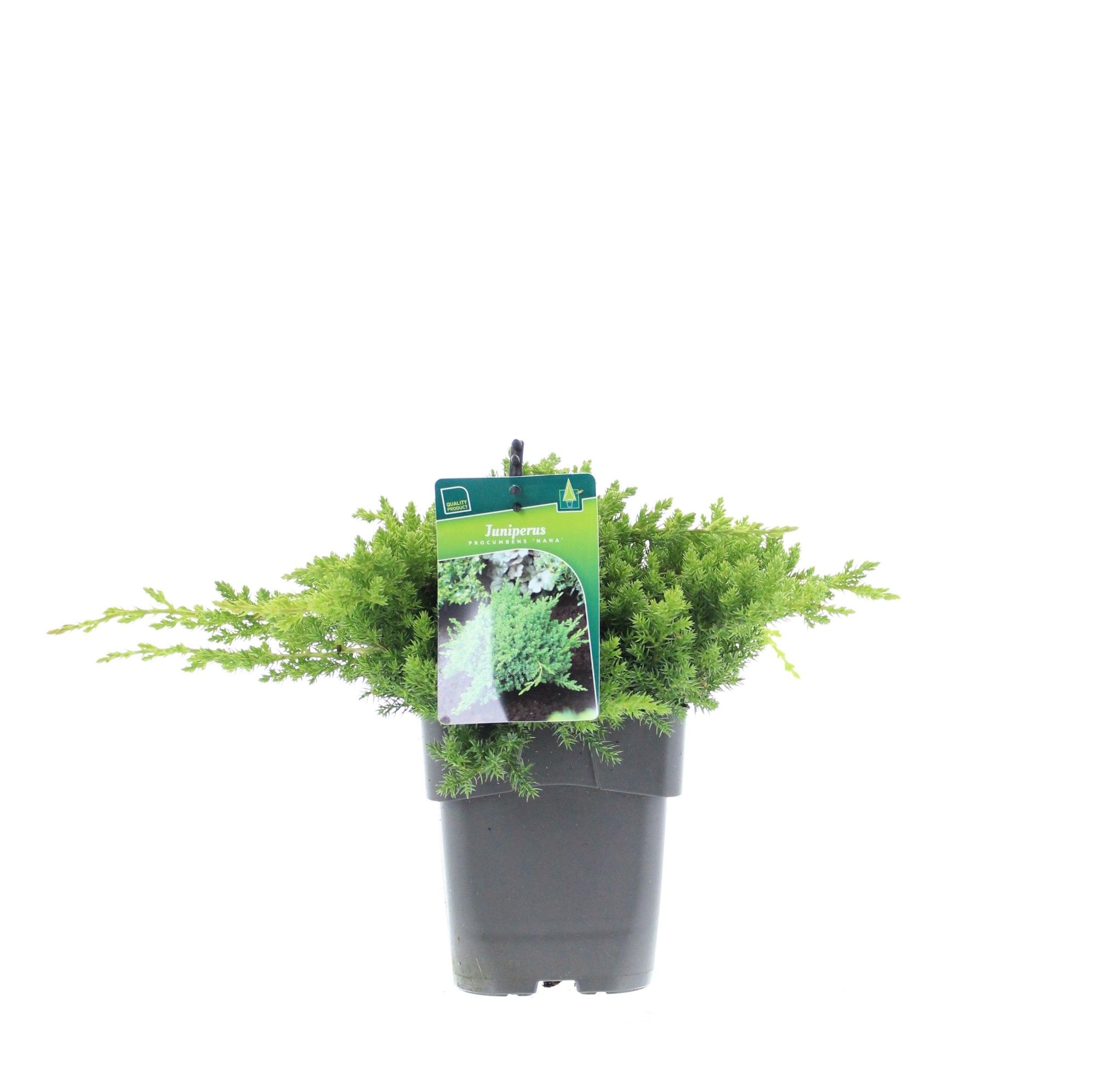 Juniperus procumbens 'Nana', D 17