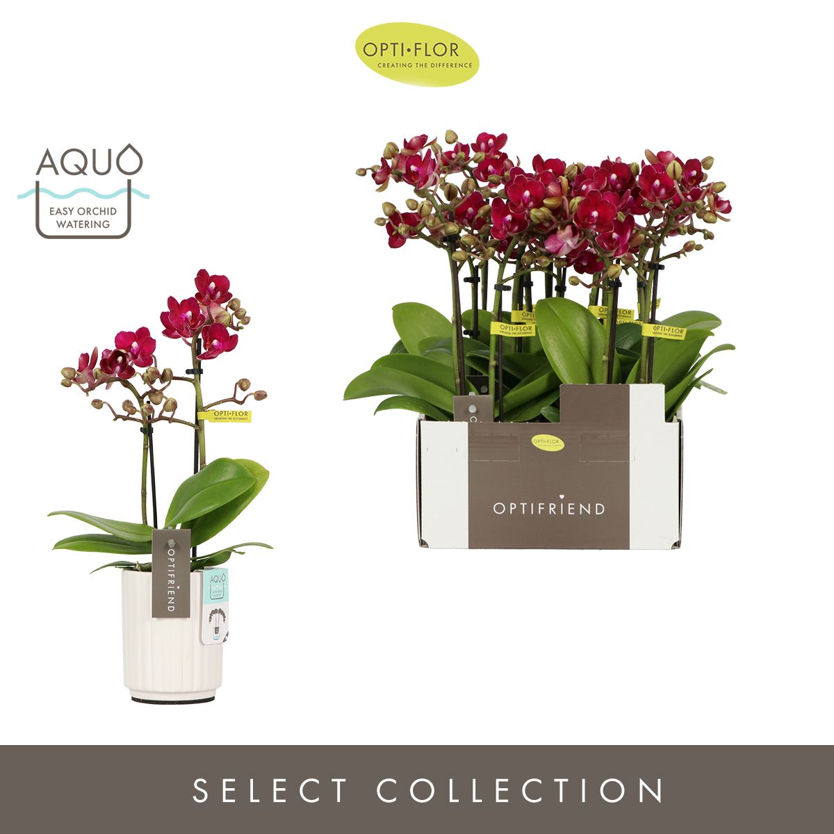 Optifriend Lola 2 spike in Molise White Aquo, D 7 cm