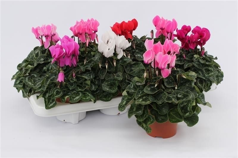 Cyclamen Midi Mix, D 10,5