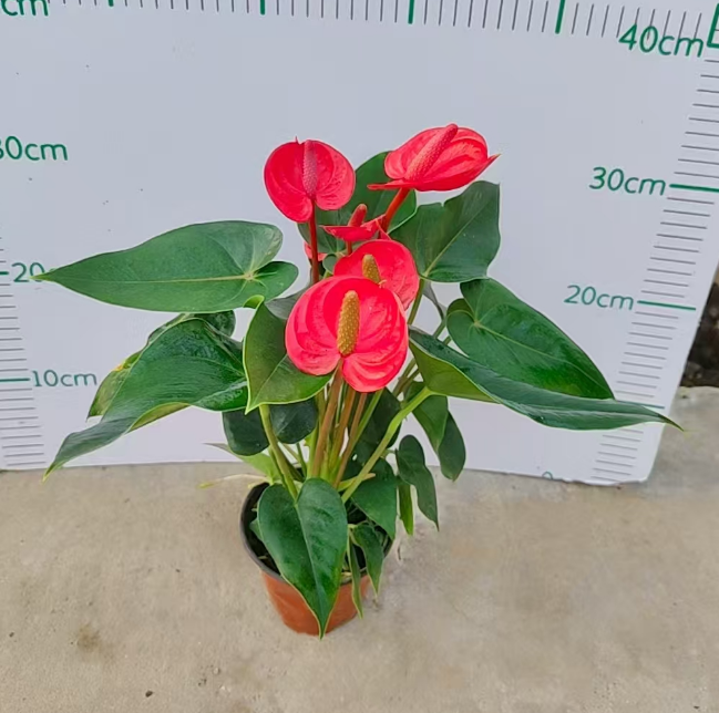 Антуриум красный фламинго сяо цзяо 11 12 38