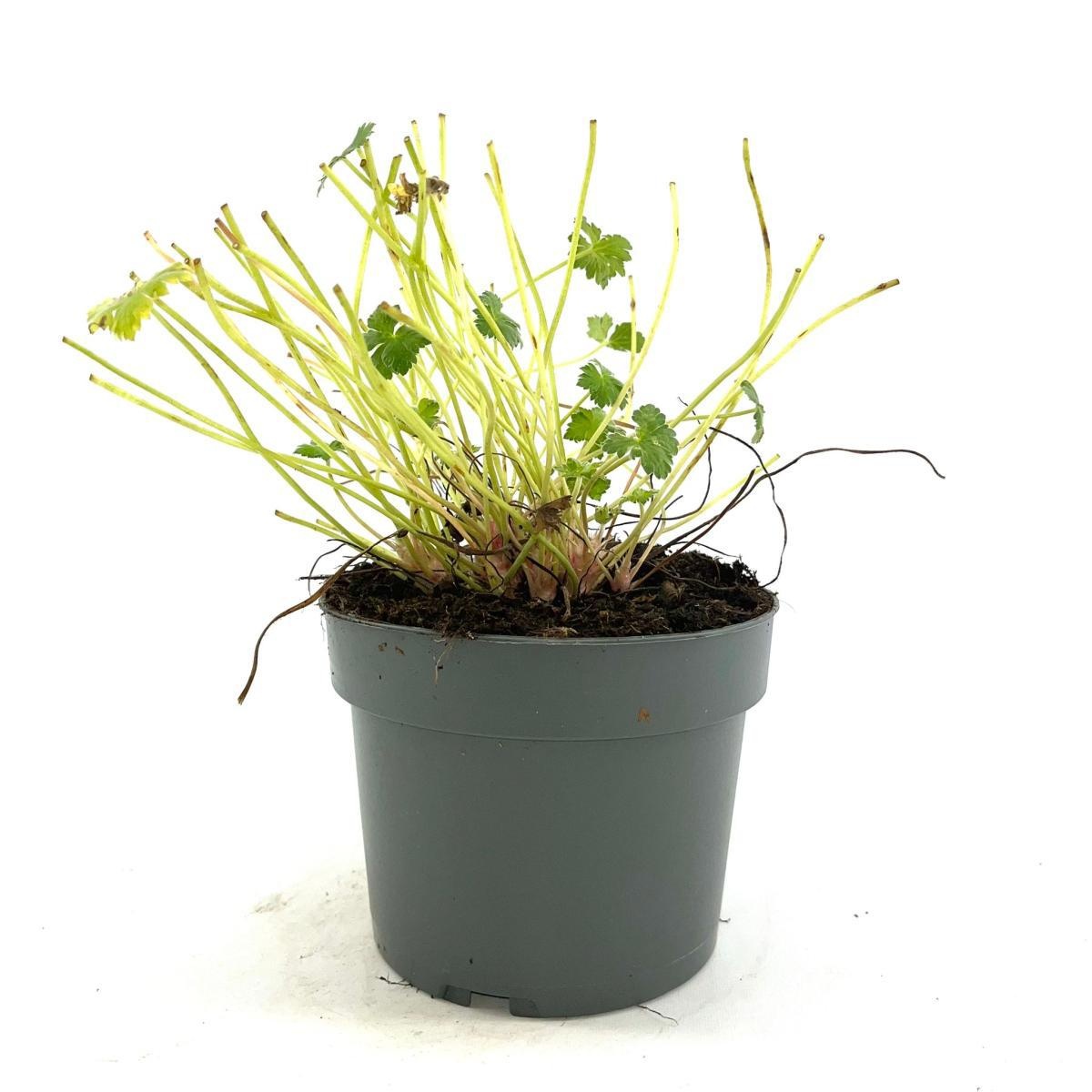 Geranium Dreamland, D 17