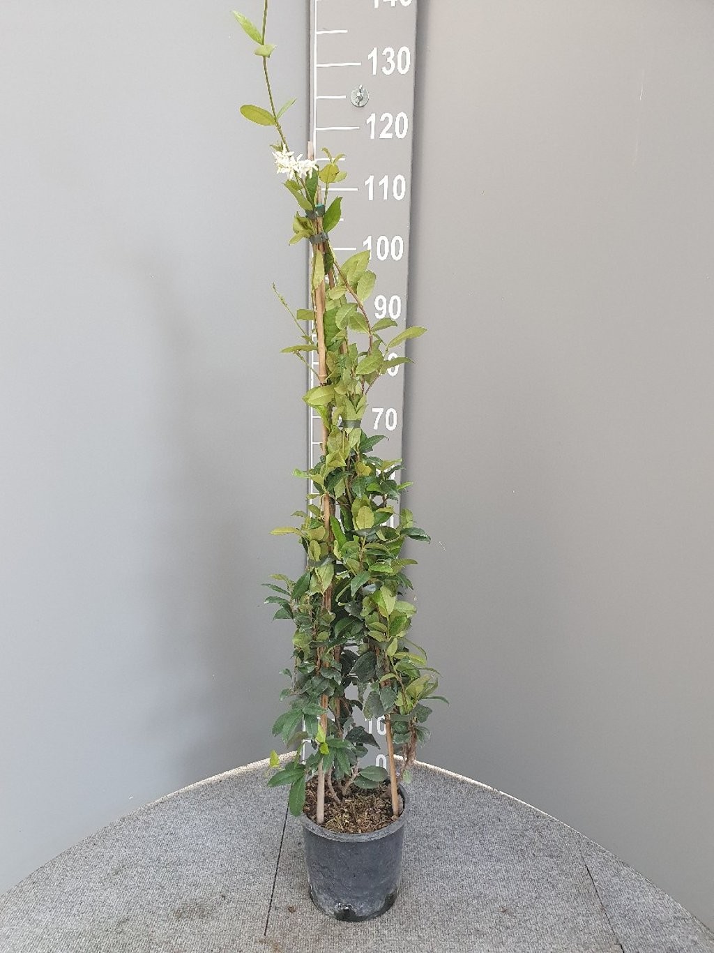 Trachelospermum jasminoides, D 15