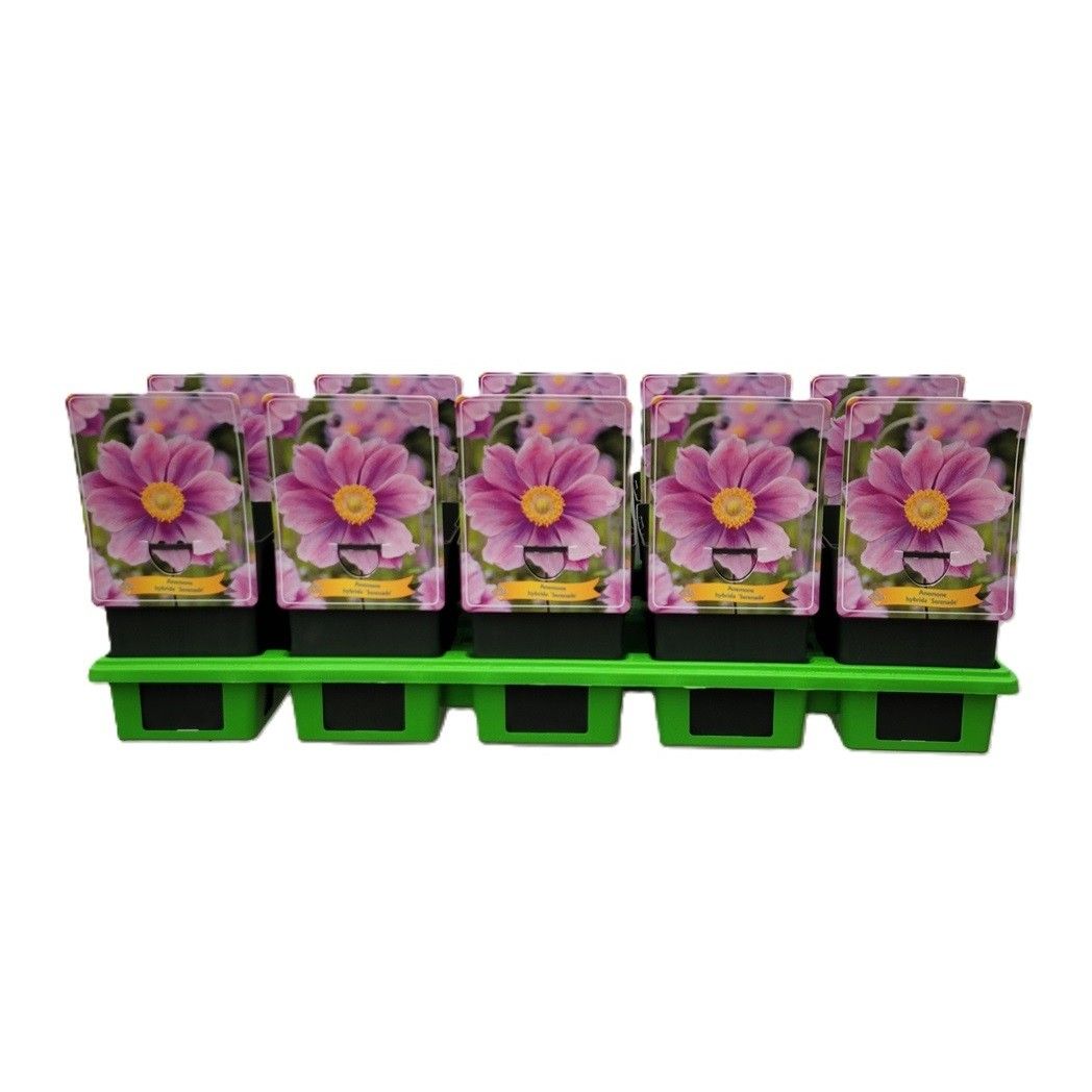 Anemone Serenade P11, D 11