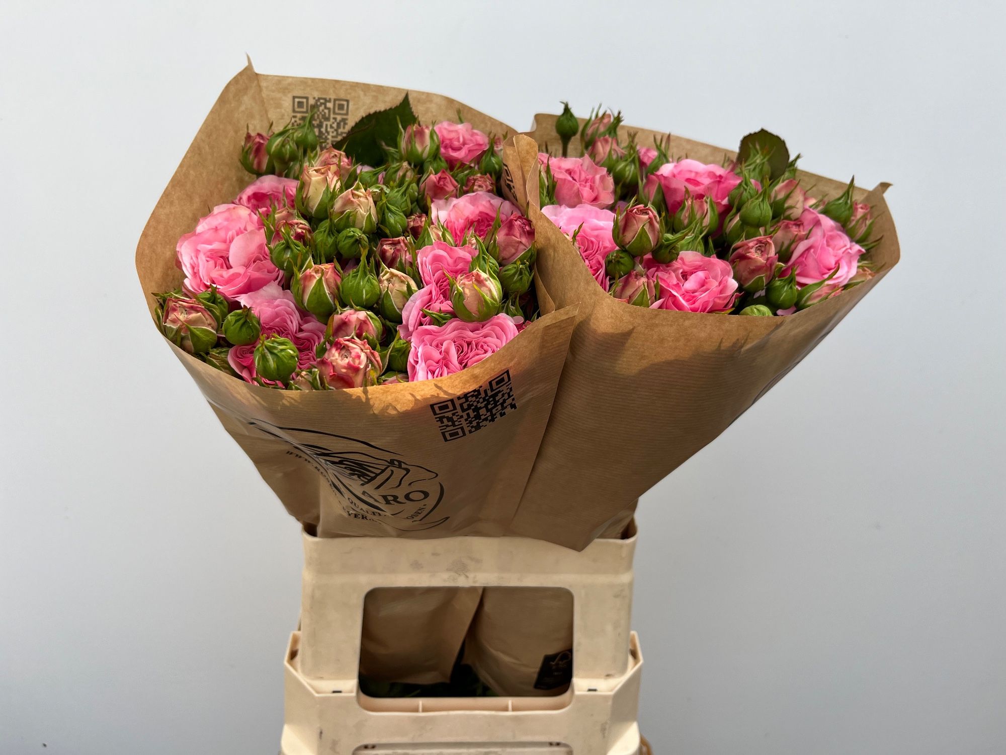 Роза куст. Мариатереза 60, шт.