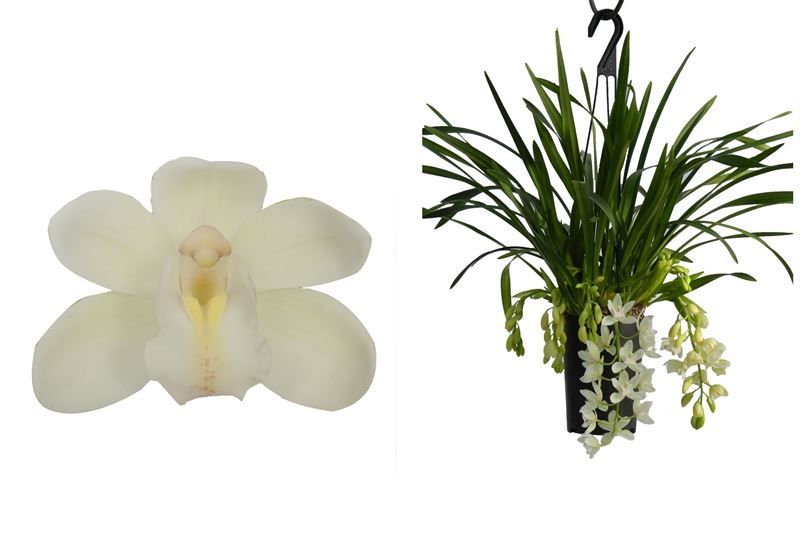Cymbidium p14 cascade Ice 5-7T, D 14