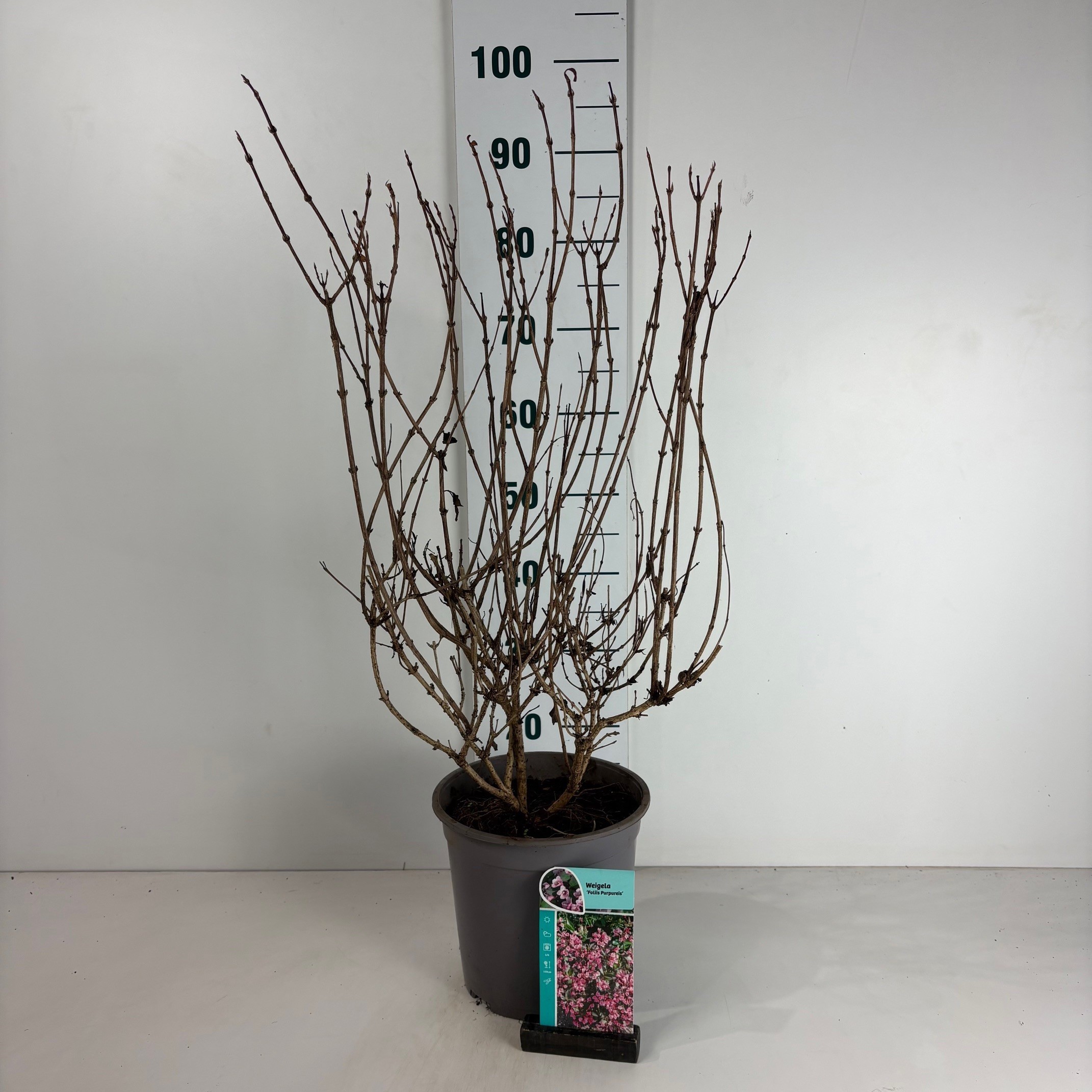 Weigela florida Foliis Purpureis, D 24