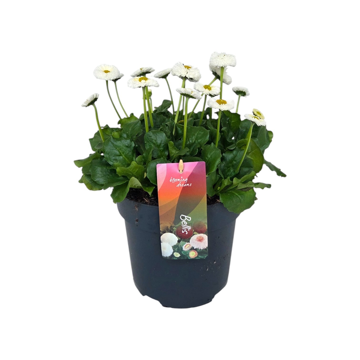 Bellis perennis Tasso White p17, D 17