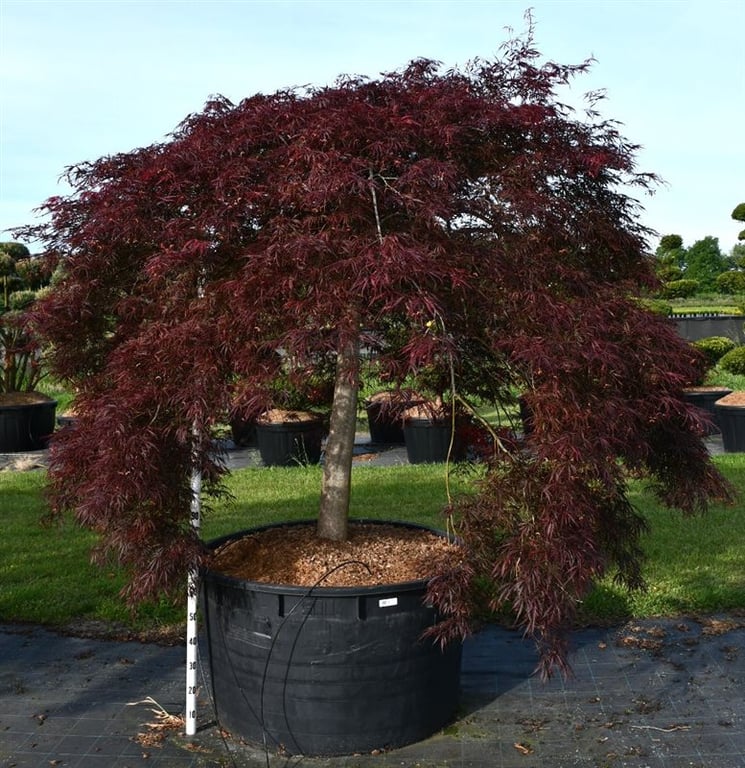 Acer pal. 'Inaba-shidare', D 110
