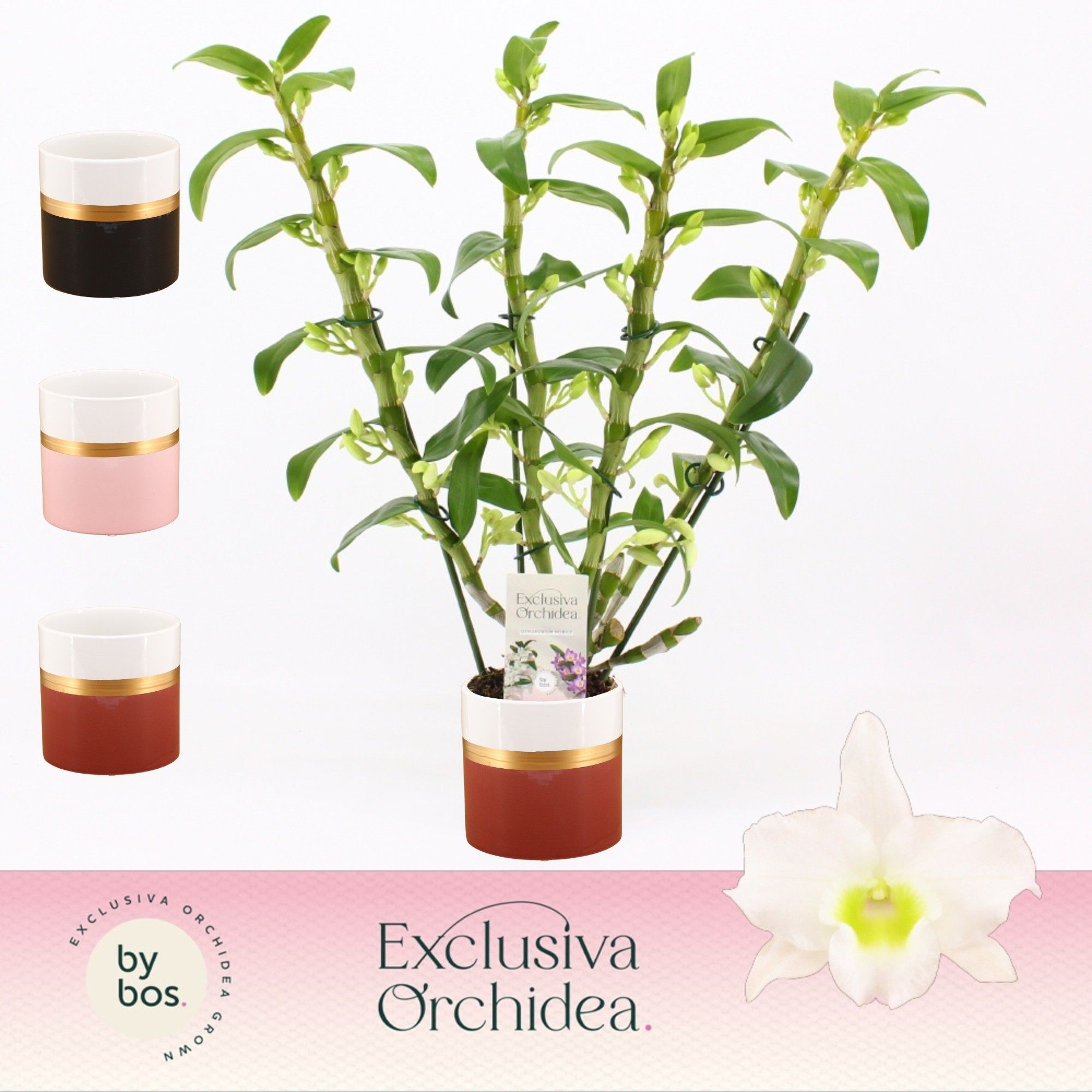 Dendrobium Nobilé, Apollon 4-spike in Dolomite Horizon 'Exclusiva Orchidea', D 12