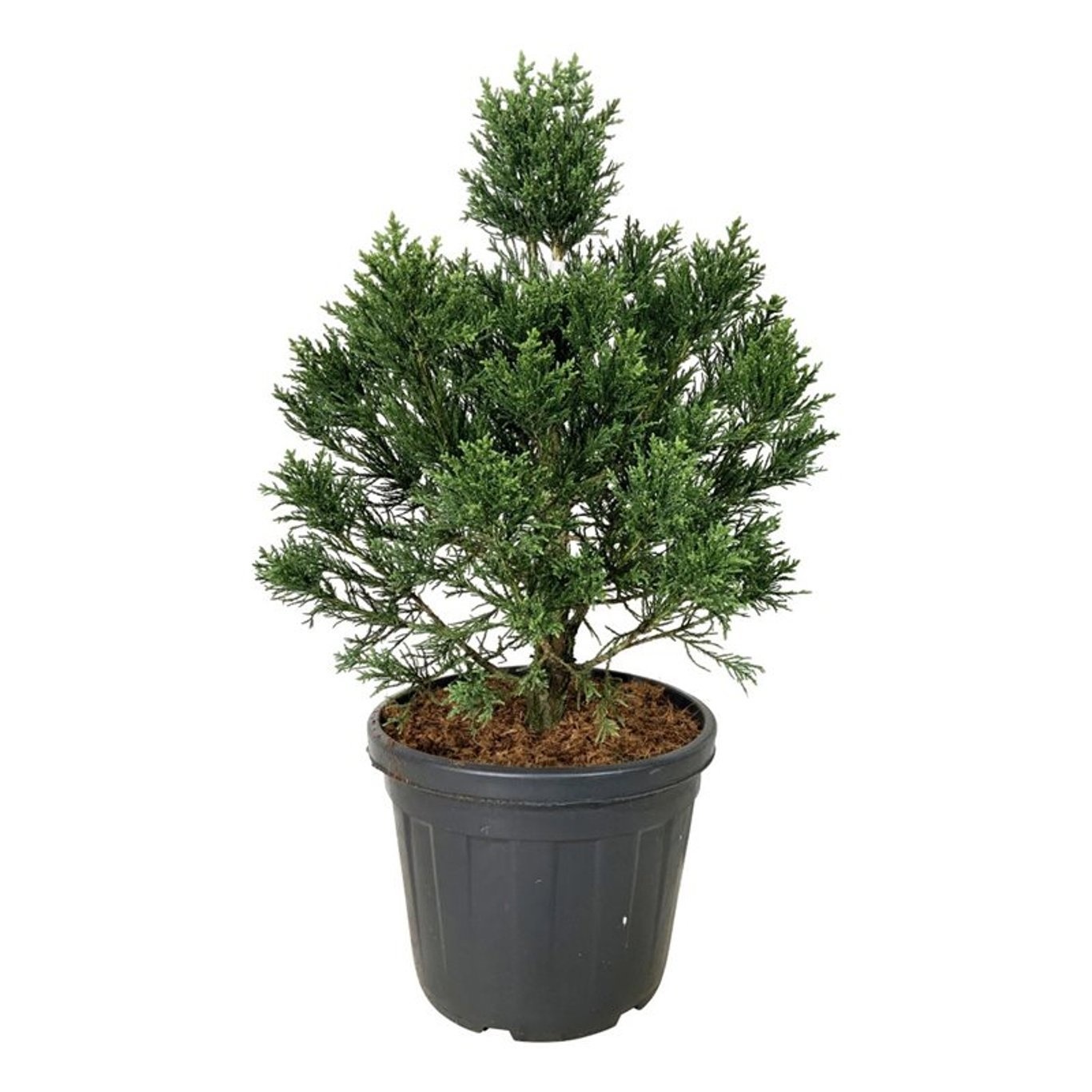 Sequoiadendron gig. 'Clayton', D 50