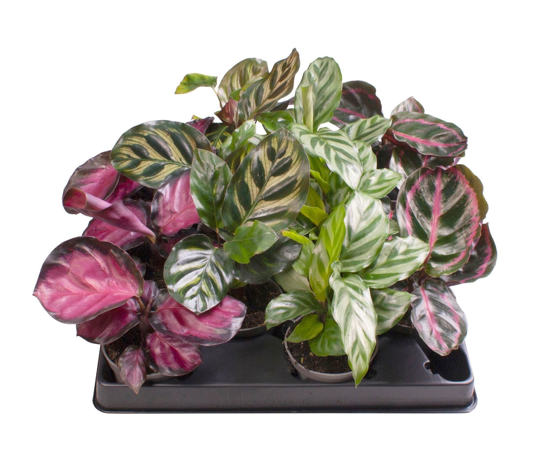 Calathea Mix 6 cm, D 6