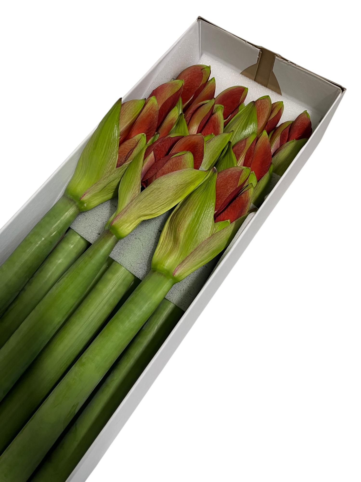 Амарилис Феррари (красн.) x10, шт.